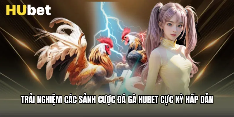 Trải nghiệm các sảnh cược Đá Gà Hubet cực kỳ hấp dẫn